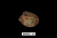 藏品(銀錦蛤)的圖片